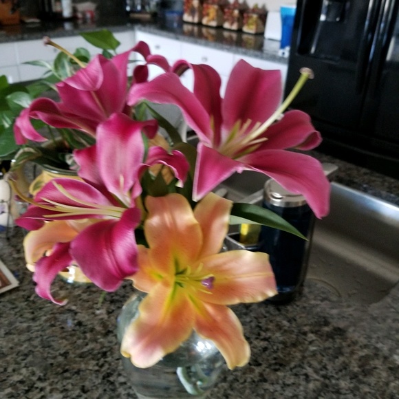 Meet your Posher, Tina - Picture 1 of 1